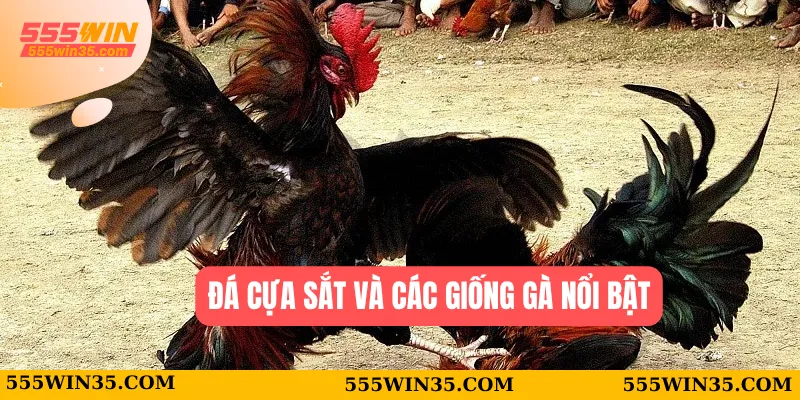 Đá cựa sắt và các giống gà nổi bật 