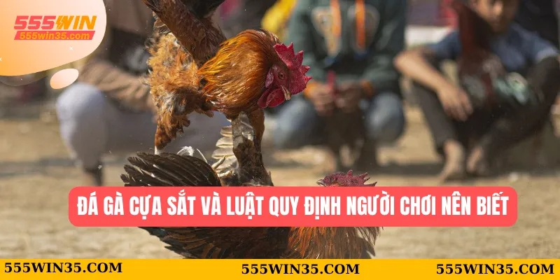 Đá gà cựa sắt và luật quy định người chơi nên biết 