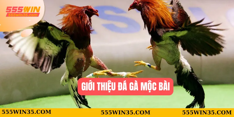 Giới thiệu đá gà Mộc Bài 