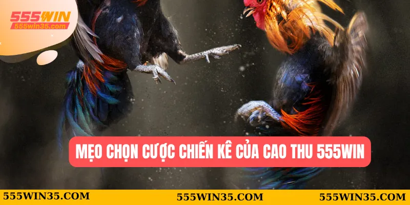 Mẹo chọn cược chiến kê của cao thu 555WIN
