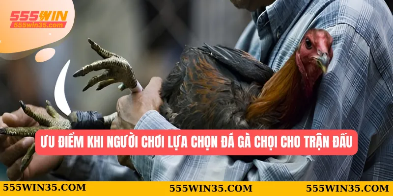 Ưu điểm khi người chơi lựa chọn đá gà chọi  cho trận đấu